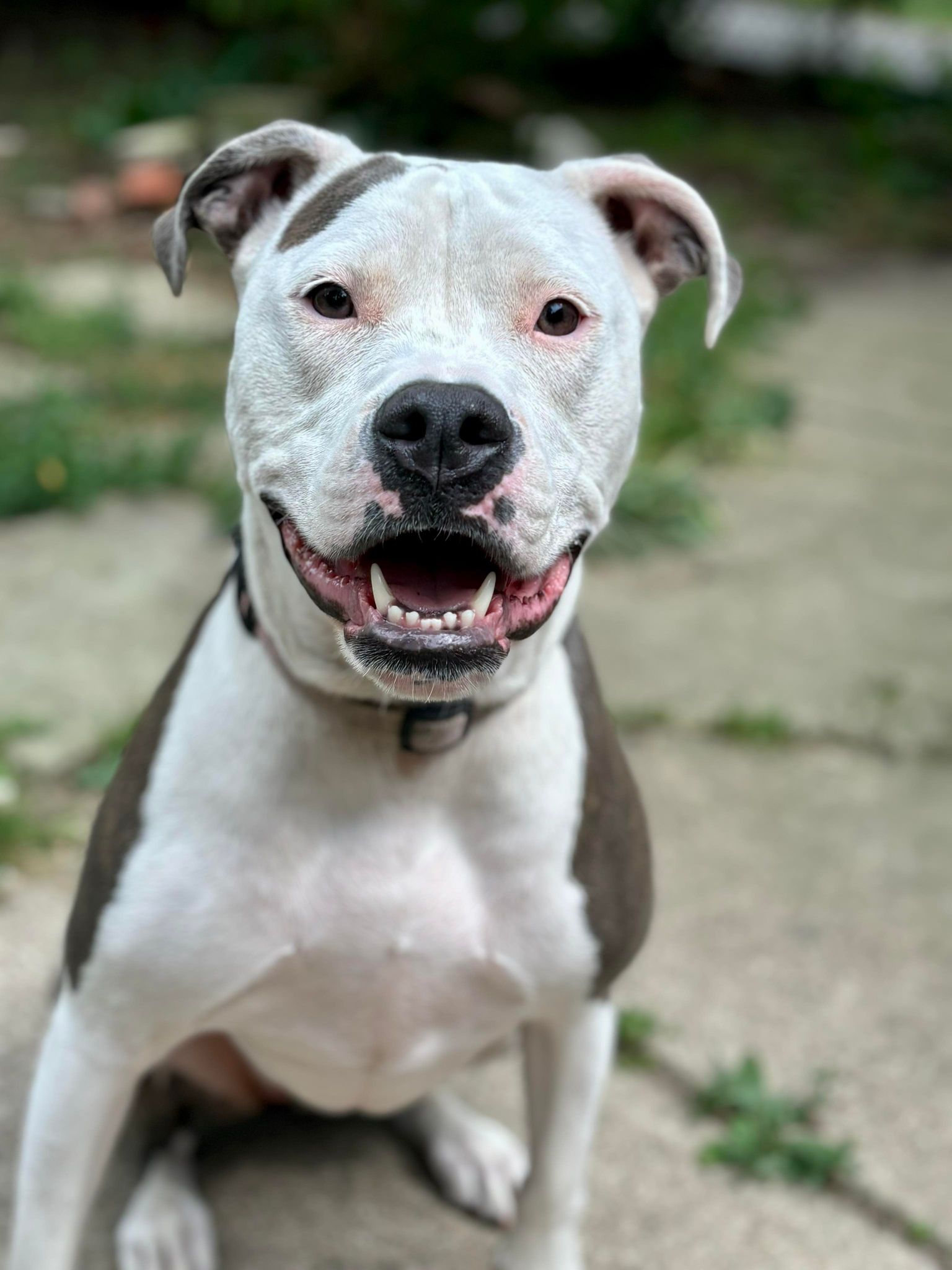 Icy, a Adoptable Pit Bull Terrier in Oregon, OH image 4/5