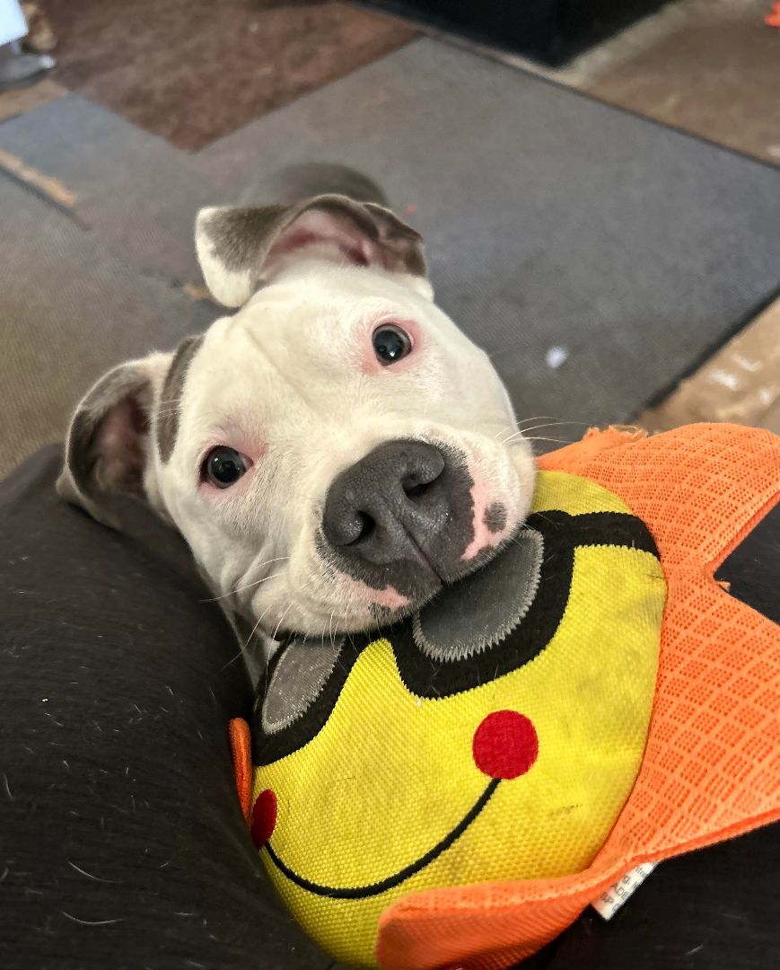 Icy, a Adoptable Pit Bull Terrier in Oregon, OH image 5/5