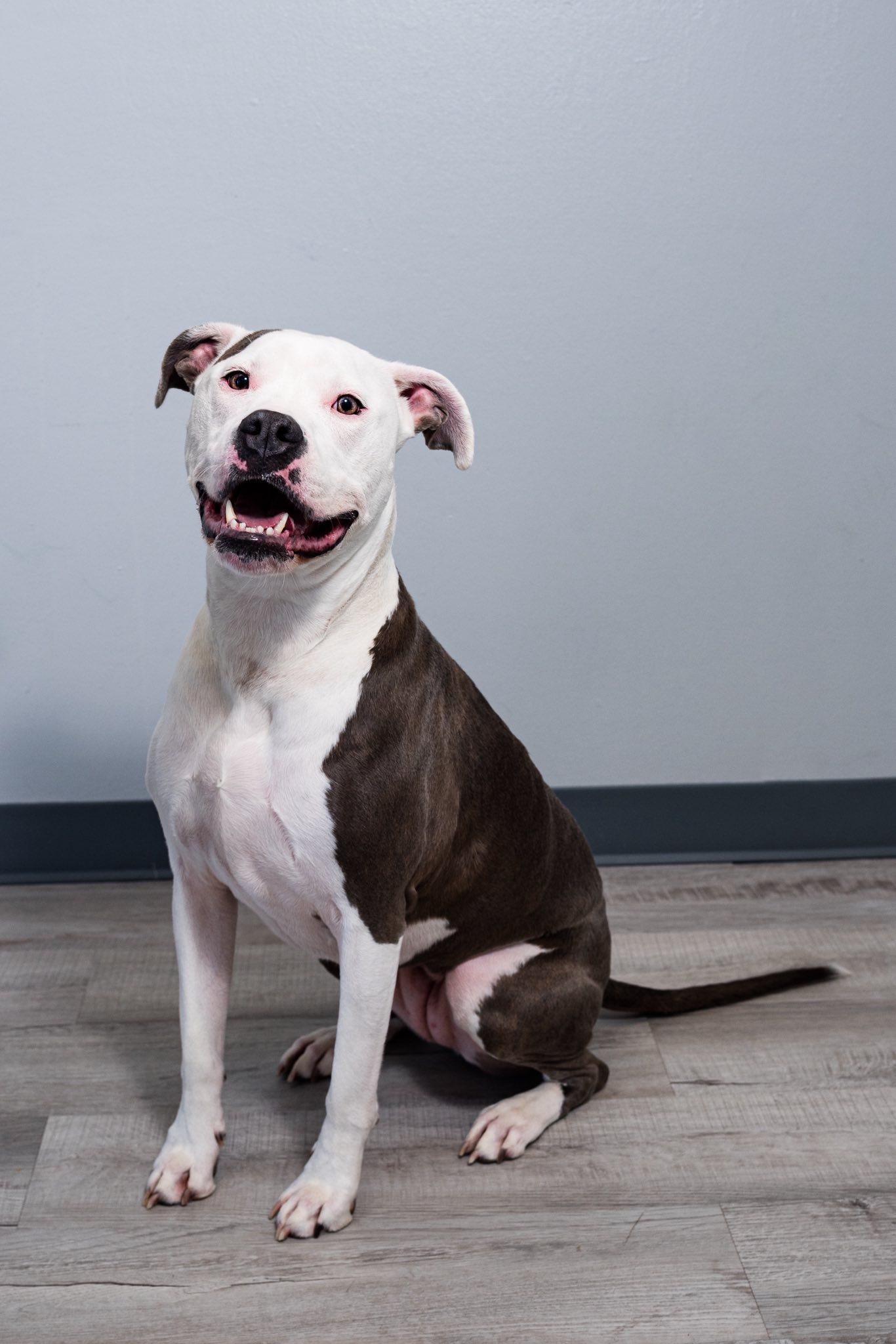 Enlarge Icy, a Adoptable Pit Bull Terrier in Oregon, OH image 4/4
