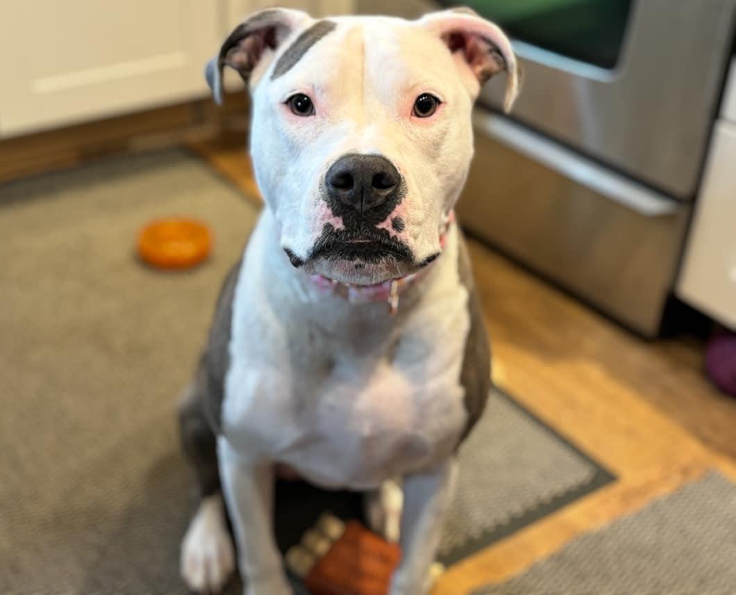 Icy, a Adoptable Pit Bull Terrier in Oregon, OH image 2/5