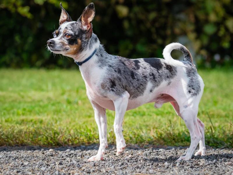 Enlarge Tarzan, a Adoptable Chihuahua in Pointe-Fortune, QC image 2/3