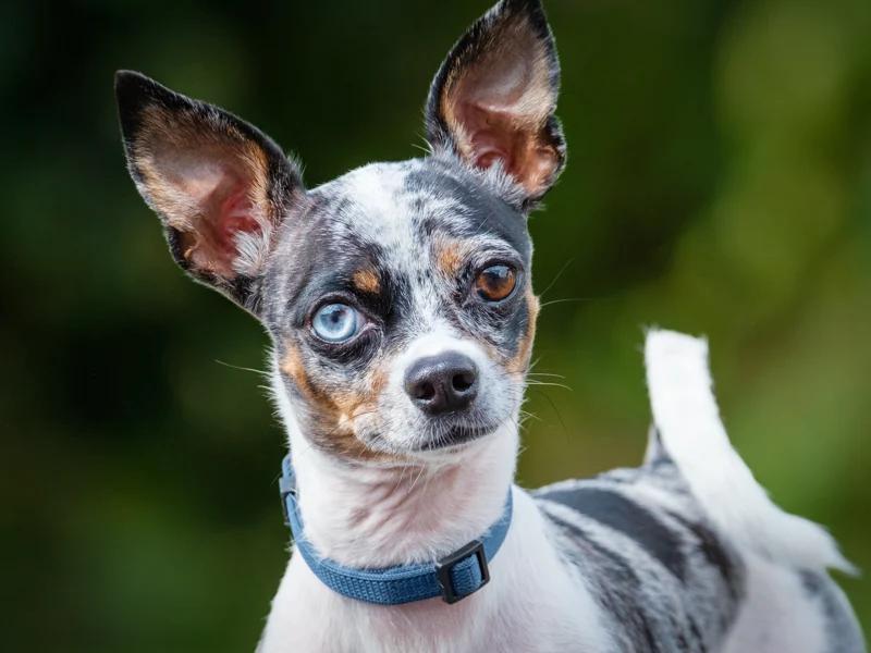 Tarzan, Adoptable, Adult Male Chihuahua.