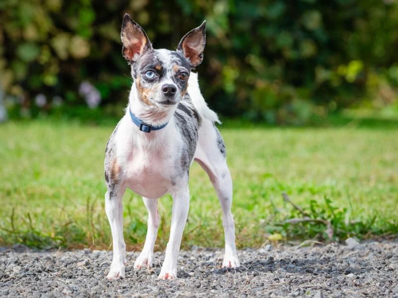 Enlarge Tarzan, a Adoptable Chihuahua in Pointe-Fortune, QC image 3/3