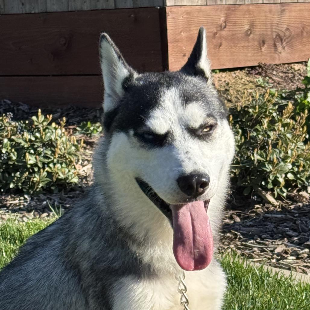 Enlarge Snookie, a Adoptable mixed breed in Grass Valley, CA image 2/3