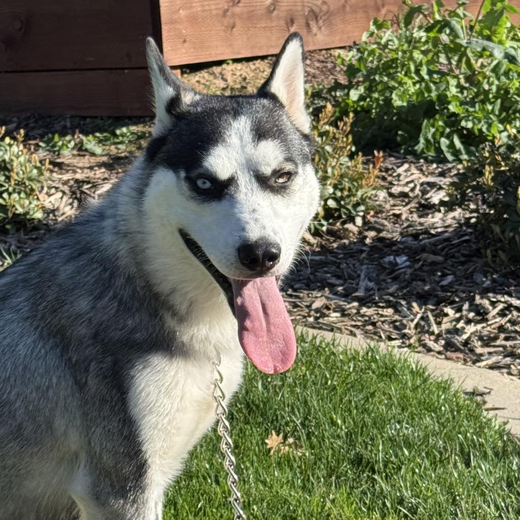Enlarge Snookie, a Adoptable mixed breed in Grass Valley, CA image 3/3