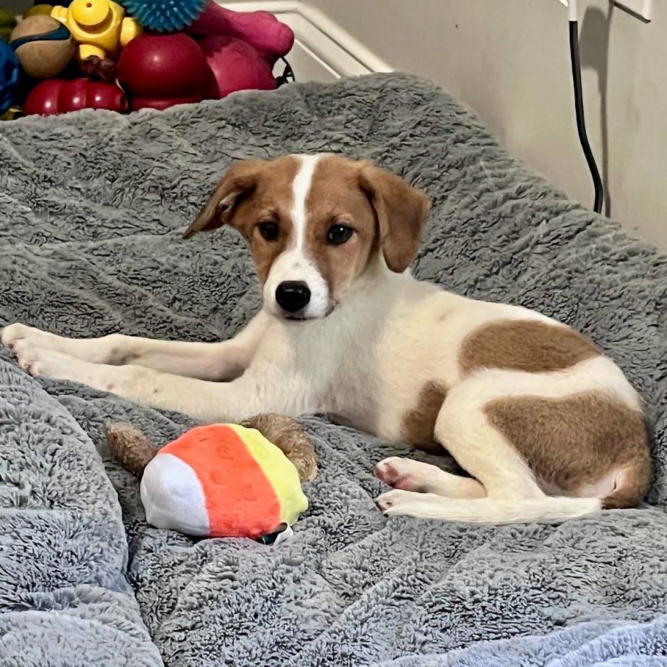 Enlarge Gatsby, an adopted mixed breed in Fenton, MI image 1/3