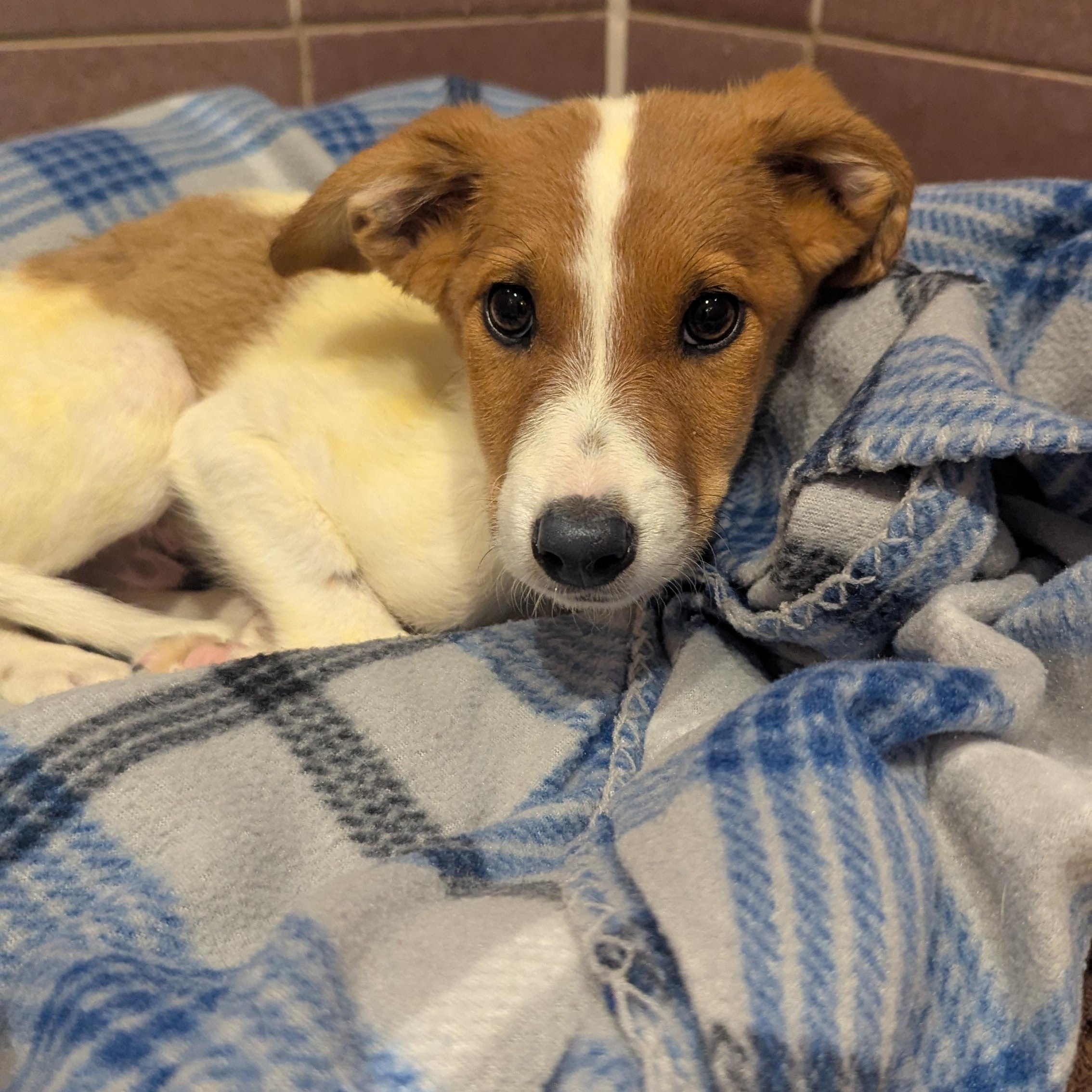 Enlarge Gatsby, an adopted mixed breed in Fenton, MI image 3/3