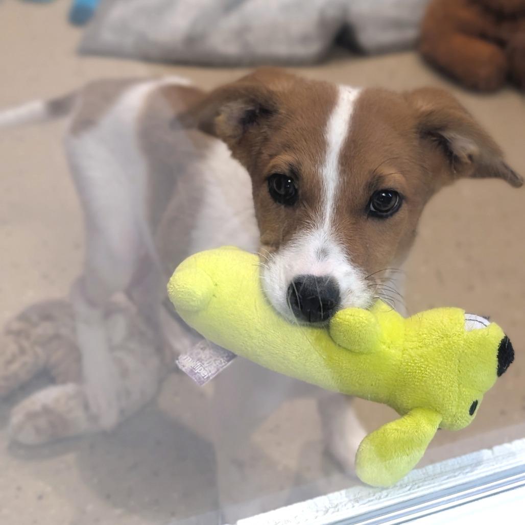 Enlarge Gatsby, an adopted mixed breed in Fenton, MI image 2/3