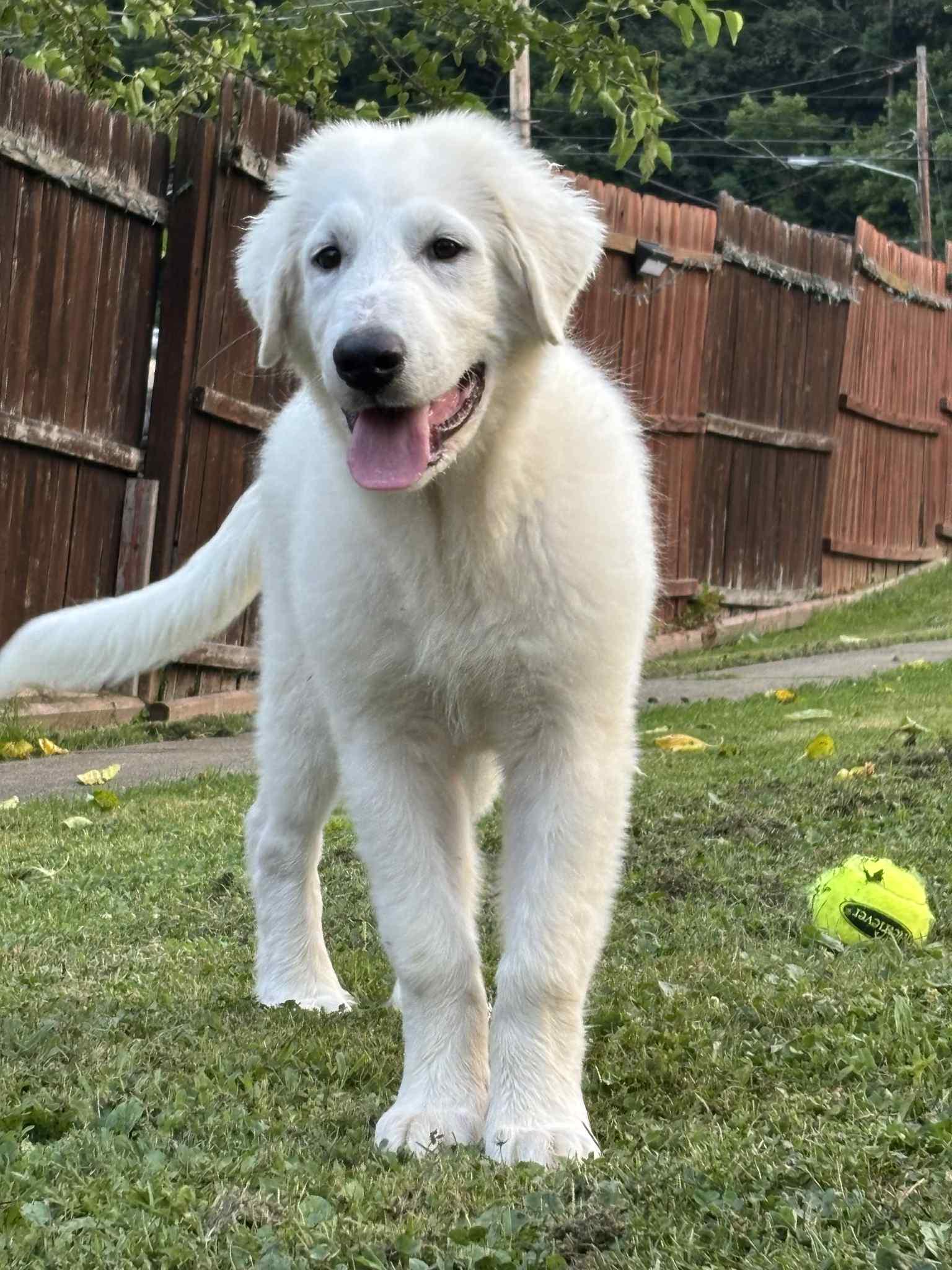 Marley, Adopted, Puppy Male Great Pyrenees & Maremma Sheepdog.