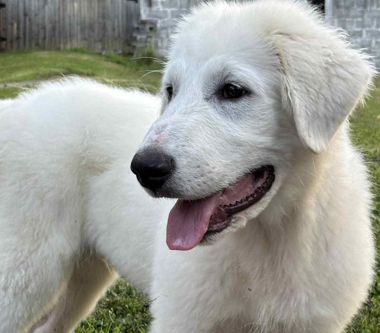 Marley, a Adopted mixed breed in Baltimore, MD image 2/6