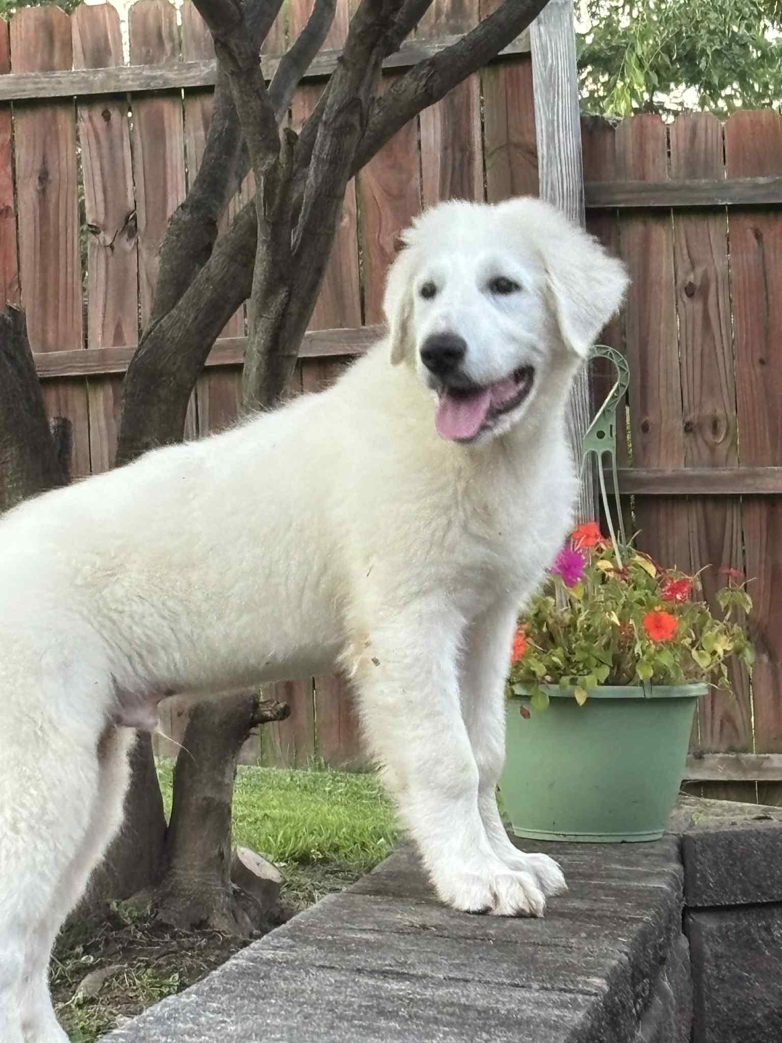 Marley, a Adopted mixed breed in Baltimore, MD image 3/6