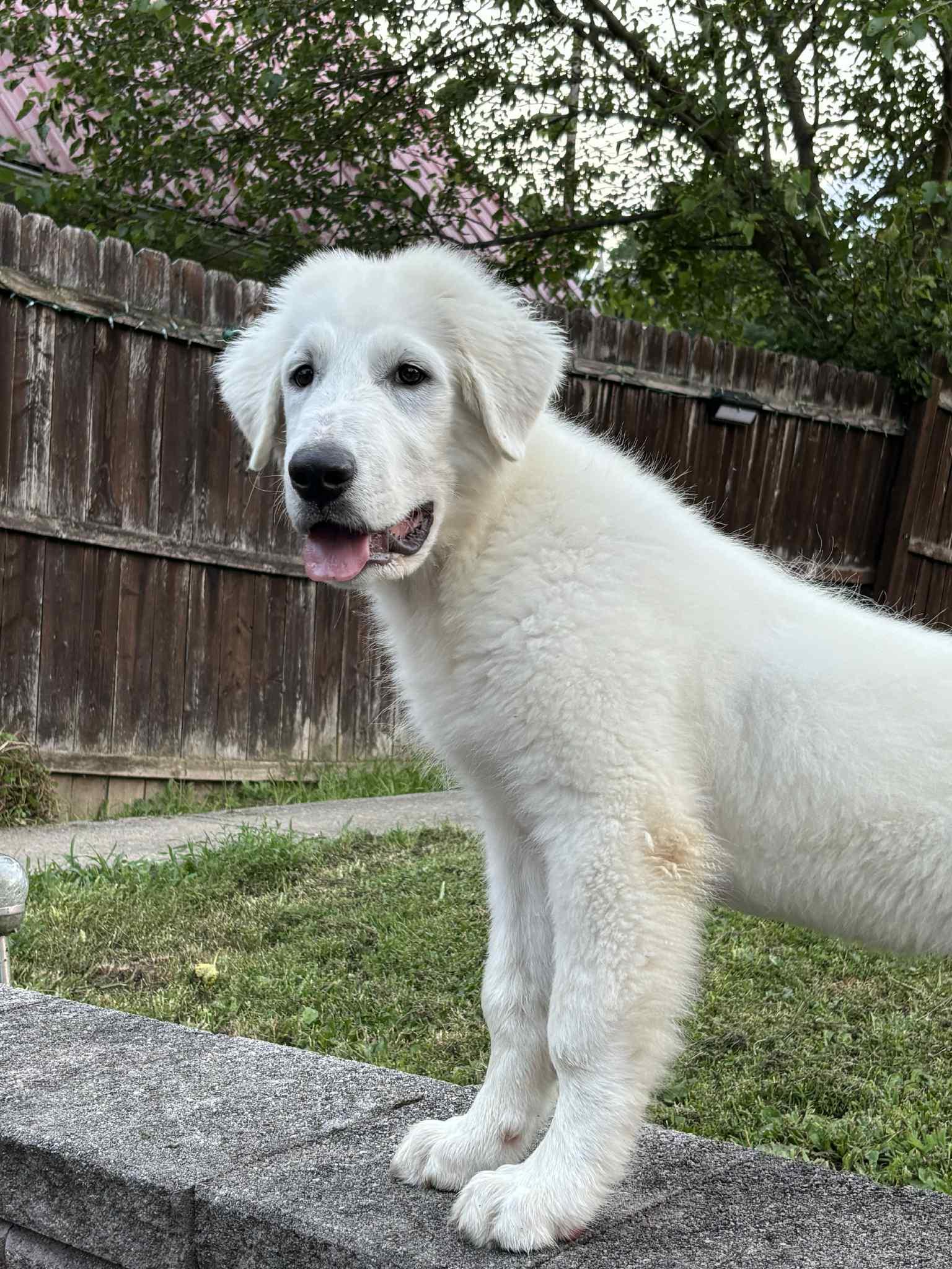 Marley, a Adopted mixed breed in Baltimore, MD image 4/6