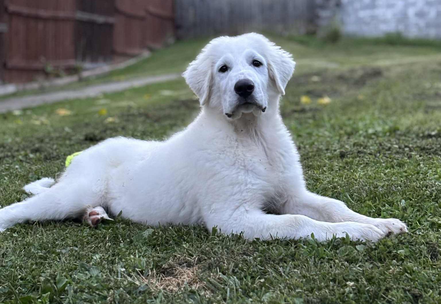 Marley, a Adopted mixed breed in Baltimore, MD image 5/6