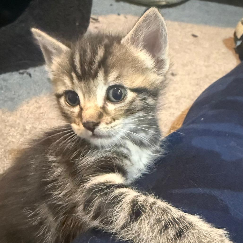 Ryu, Adoptable, Kitten Male Domestic Short Hair.