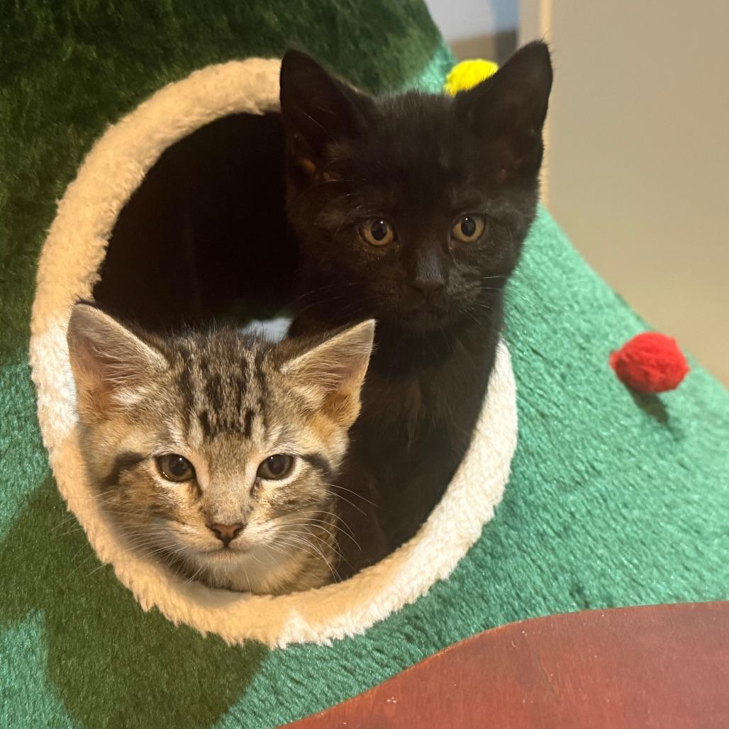 Ryu, a Adoptable Domestic Short Hair in Redmond, WA image 2/4
