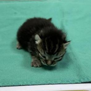 Ryu, a Adoptable Domestic Short Hair in Redmond, WA image 3/4