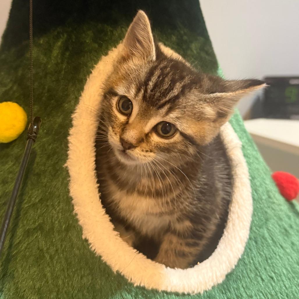 Ryu, a Adoptable Domestic Short Hair in Redmond, WA image 4/4