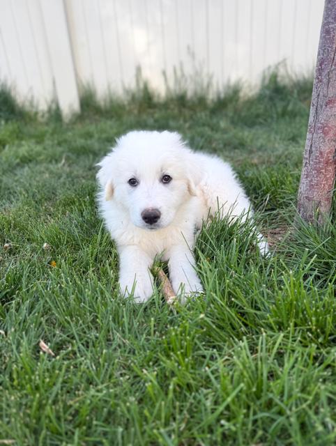 SKY King, a Adoptable Great Pyrenees in Midway, UT image 1/3