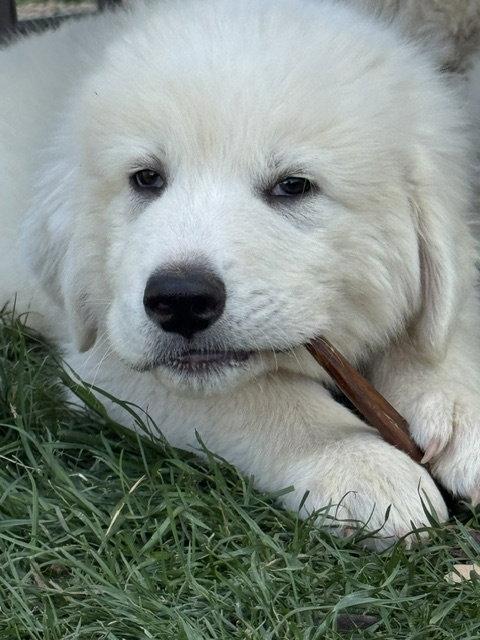 SKY King, a Adoptable Great Pyrenees in Midway, UT image 3/3