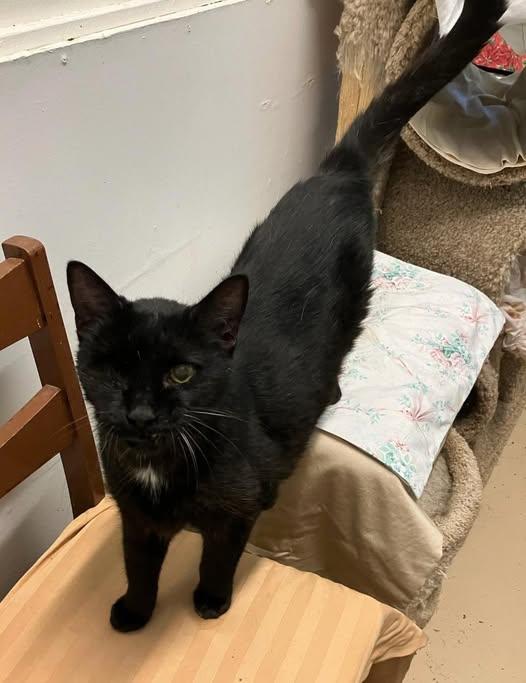 Cooper, ADOPTABLE, Senior Male Domestic Short Hair.