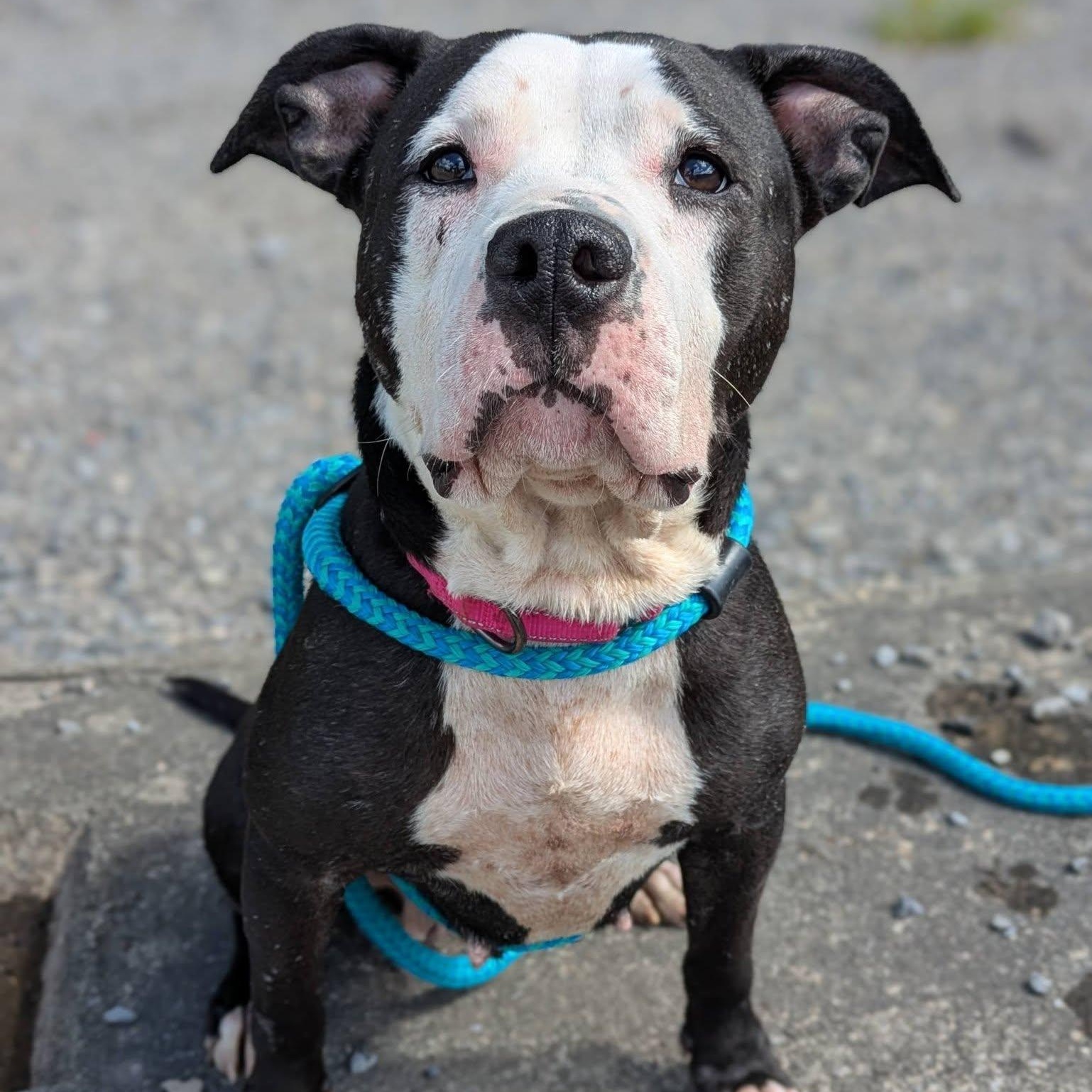 Daisy, a ADOPTABLE Terrier in North Syracuse, NY image 2/2