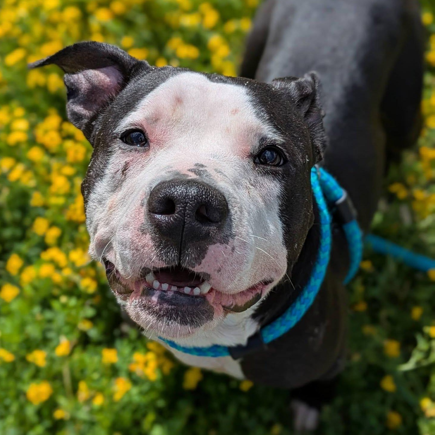 Daisy, ADOPTABLE, Adult Female Terrier.