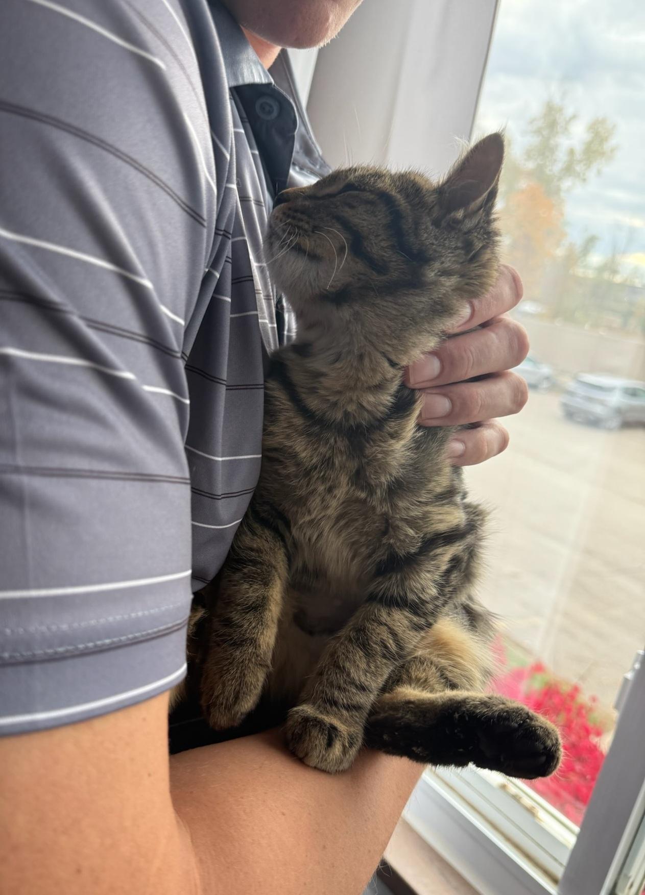 Enlarge Button, a Adoptable mixed breed in Howell, MI image 2/5