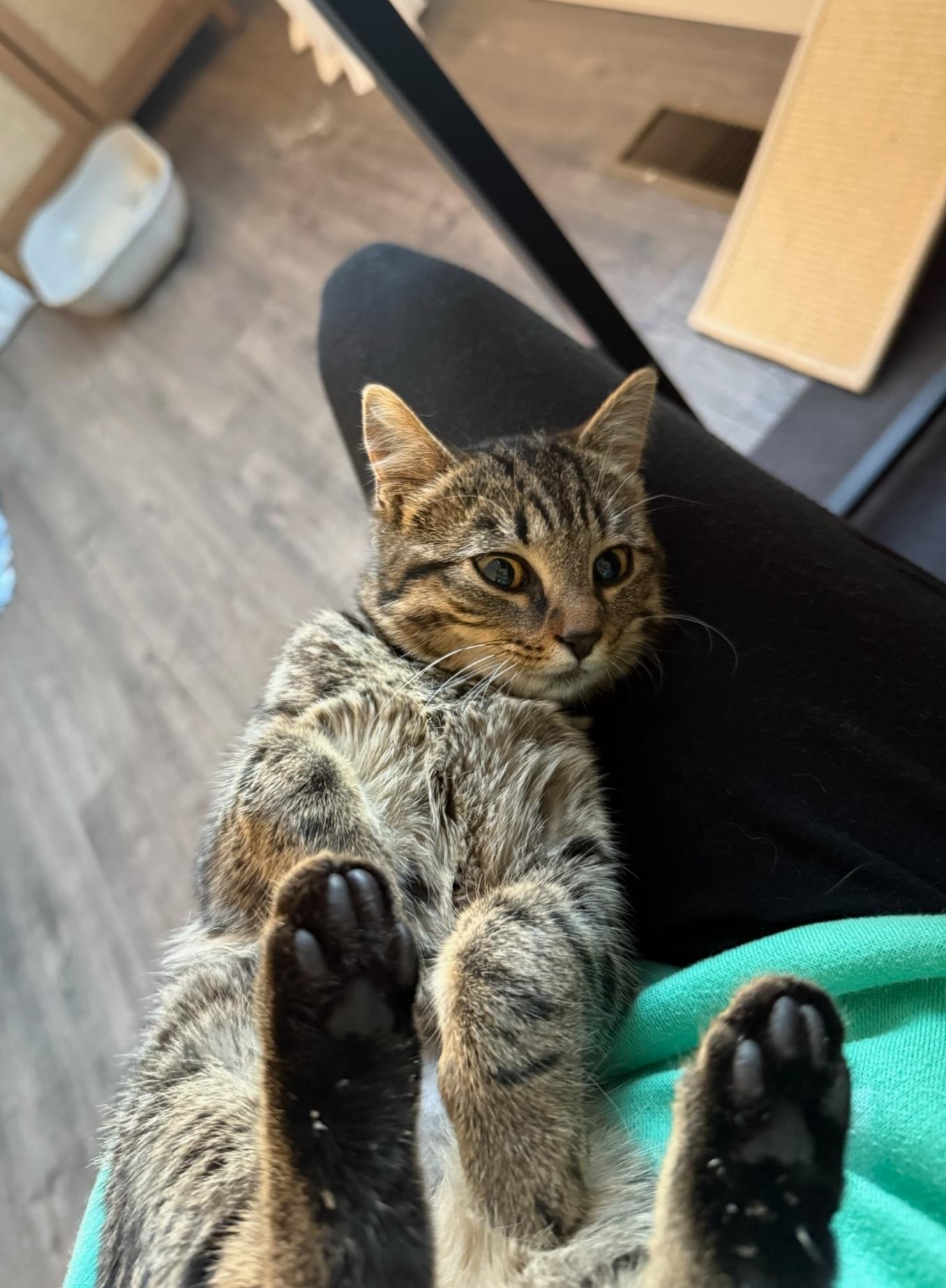 Enlarge Button, a Adoptable mixed breed in Howell, MI image 3/5