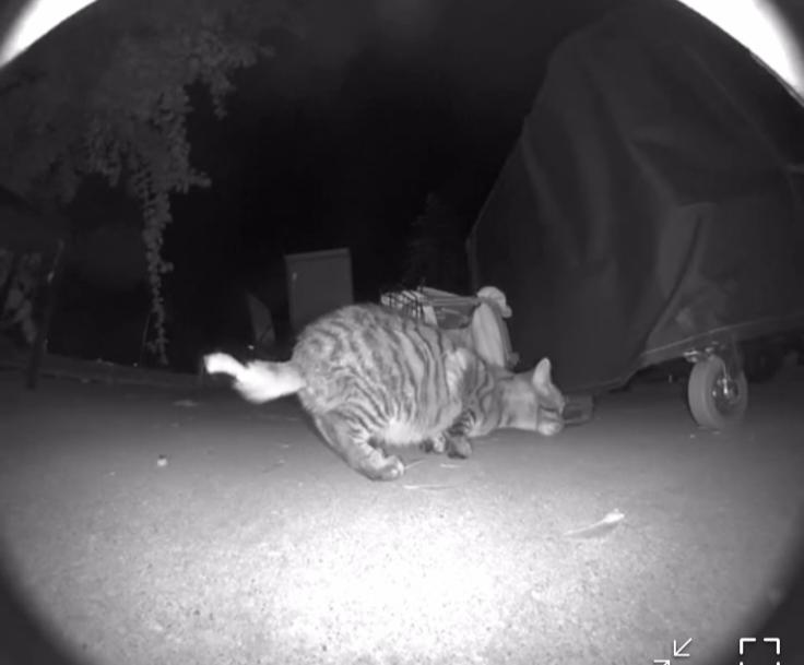 Enlarge Button, a Adoptable mixed breed in Howell, MI image 5/5