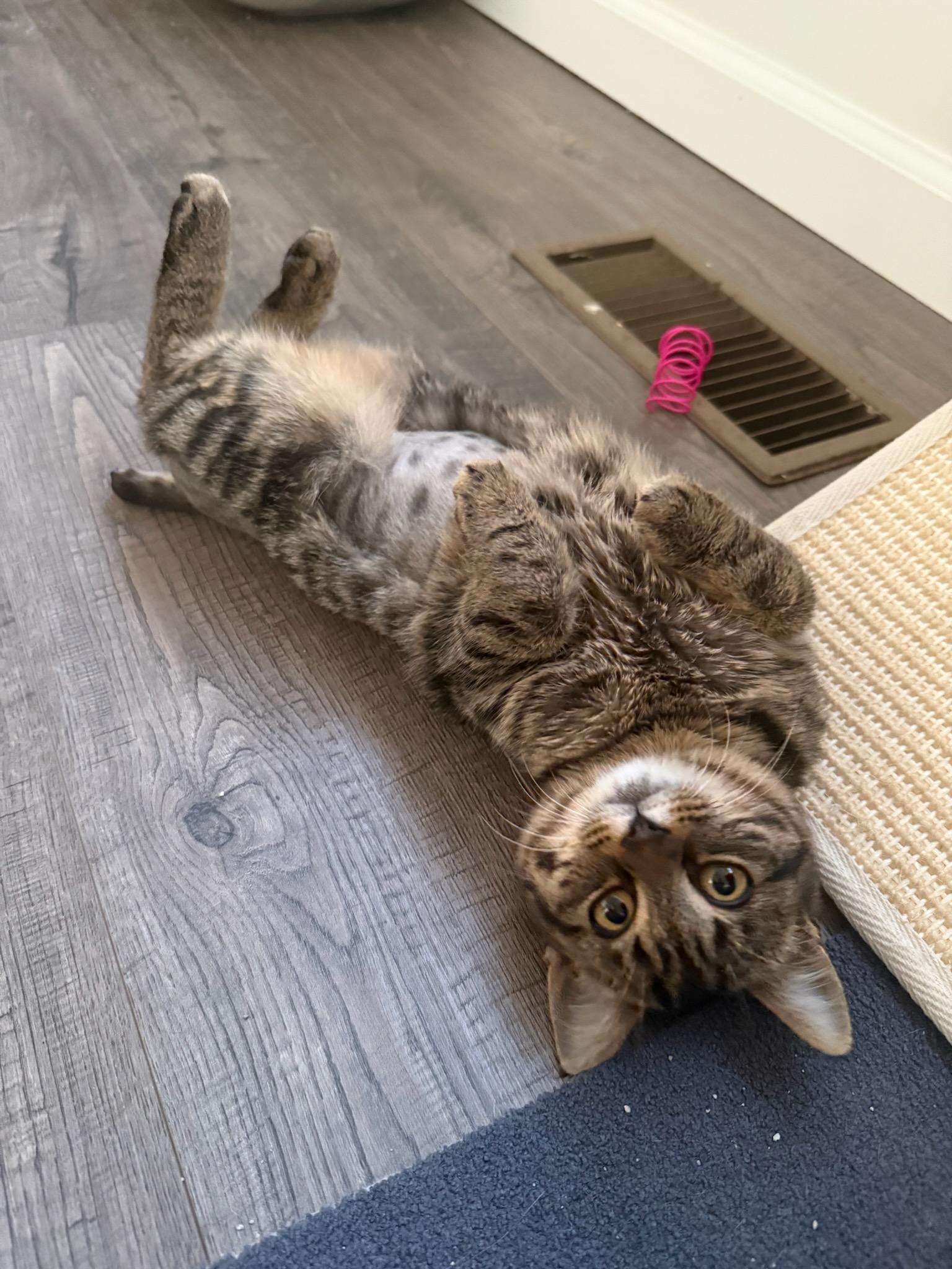 Enlarge Button, a Adoptable mixed breed in Howell, MI image 4/5