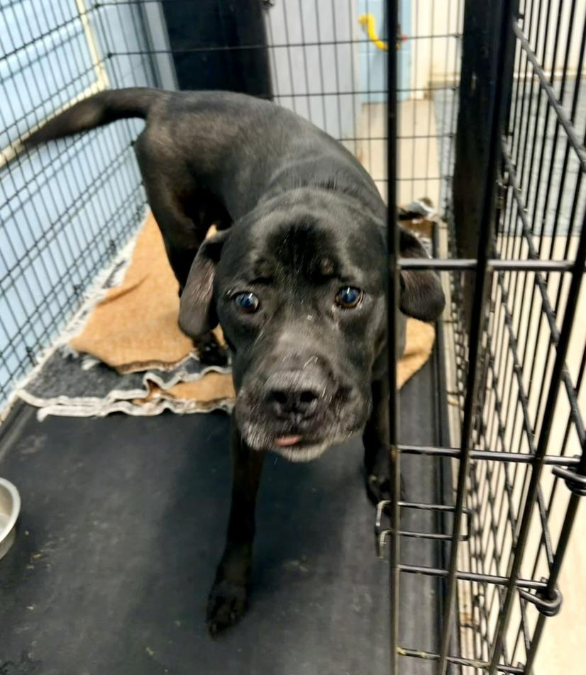 Enlarge Oreo, an adopted Black Labrador Retriever in Petersburg, VA image 3/6