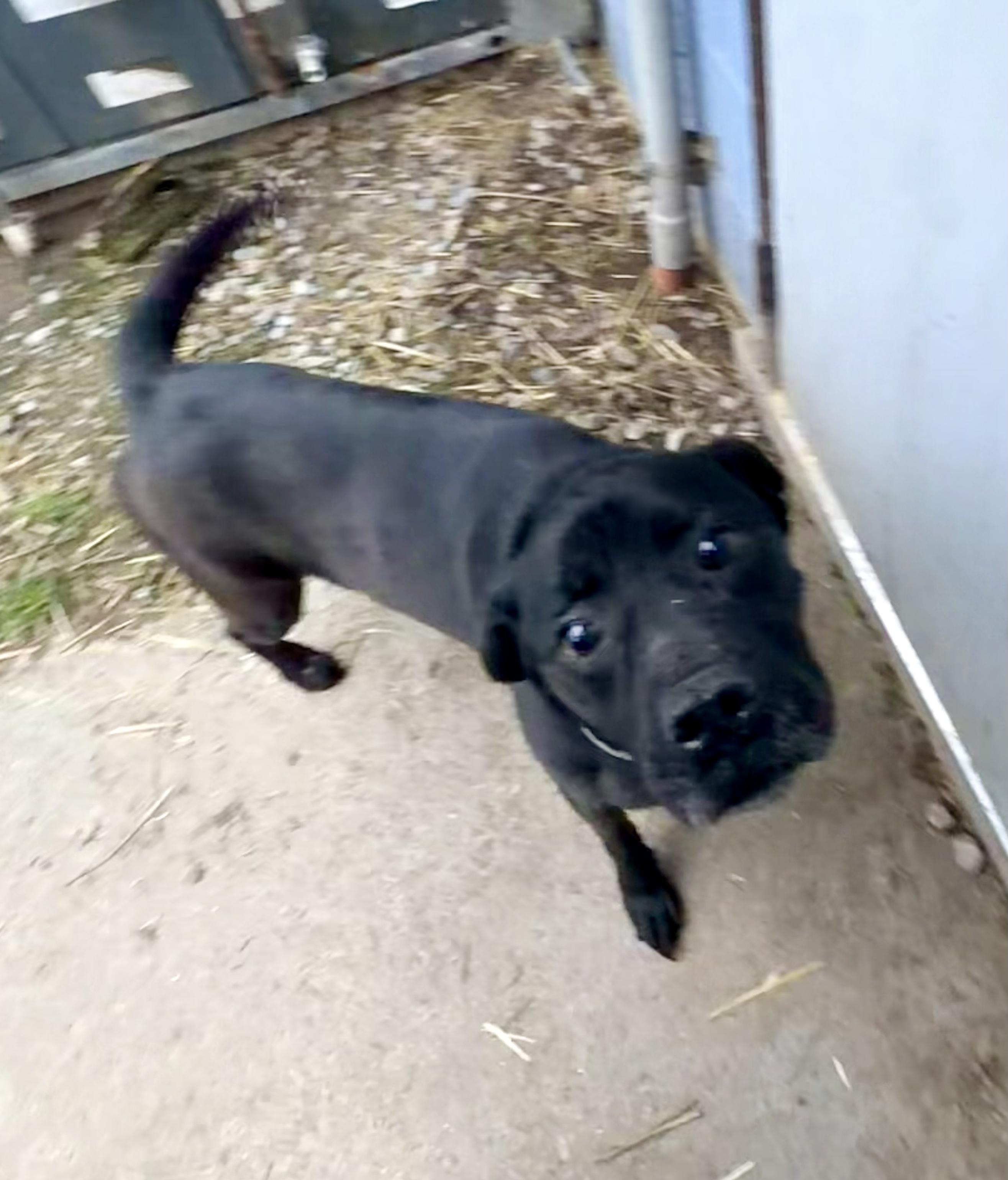 Enlarge Oreo, an adopted Black Labrador Retriever in Petersburg, VA image 4/6
