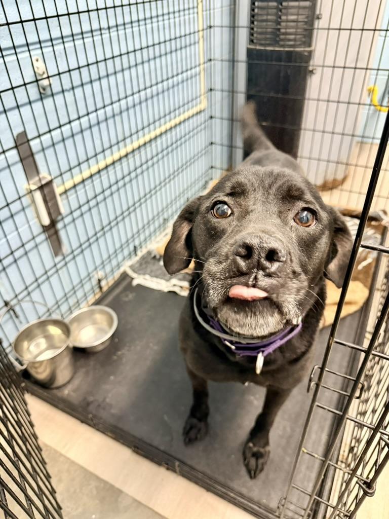 Oreo, adopted, Senior Male Black Labrador Retriever.