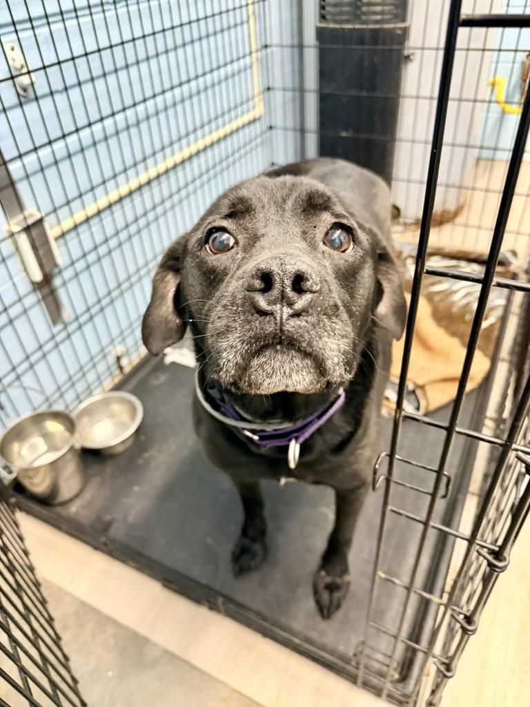 Enlarge Oreo, an adopted Black Labrador Retriever in Petersburg, VA image 5/6