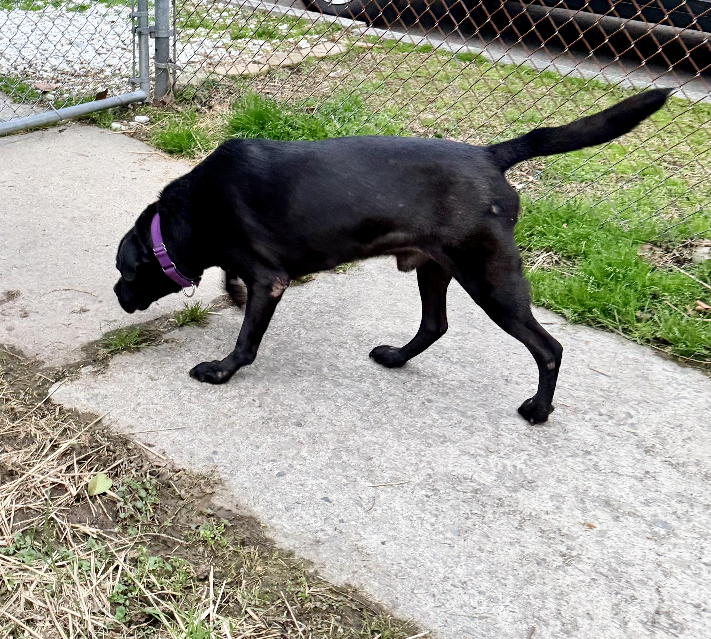 Enlarge Oreo, an adopted Black Labrador Retriever in Petersburg, VA image 2/6