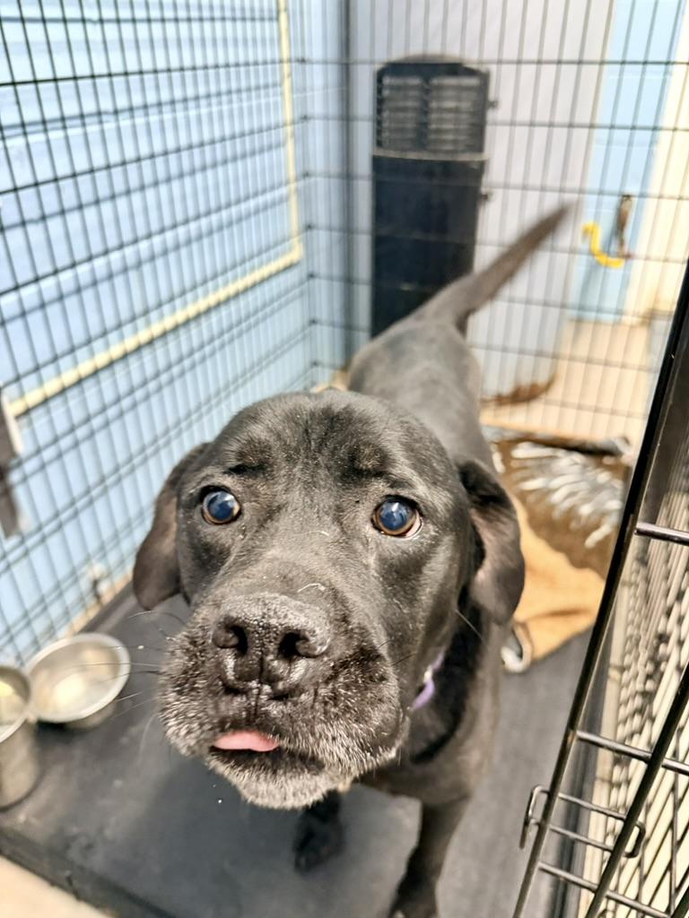 Enlarge Oreo, an adopted Black Labrador Retriever in Petersburg, VA image 6/6