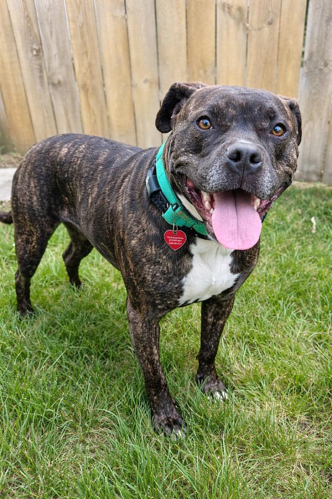 Kenai, Adoptable, Adult Female Mixed Breed.