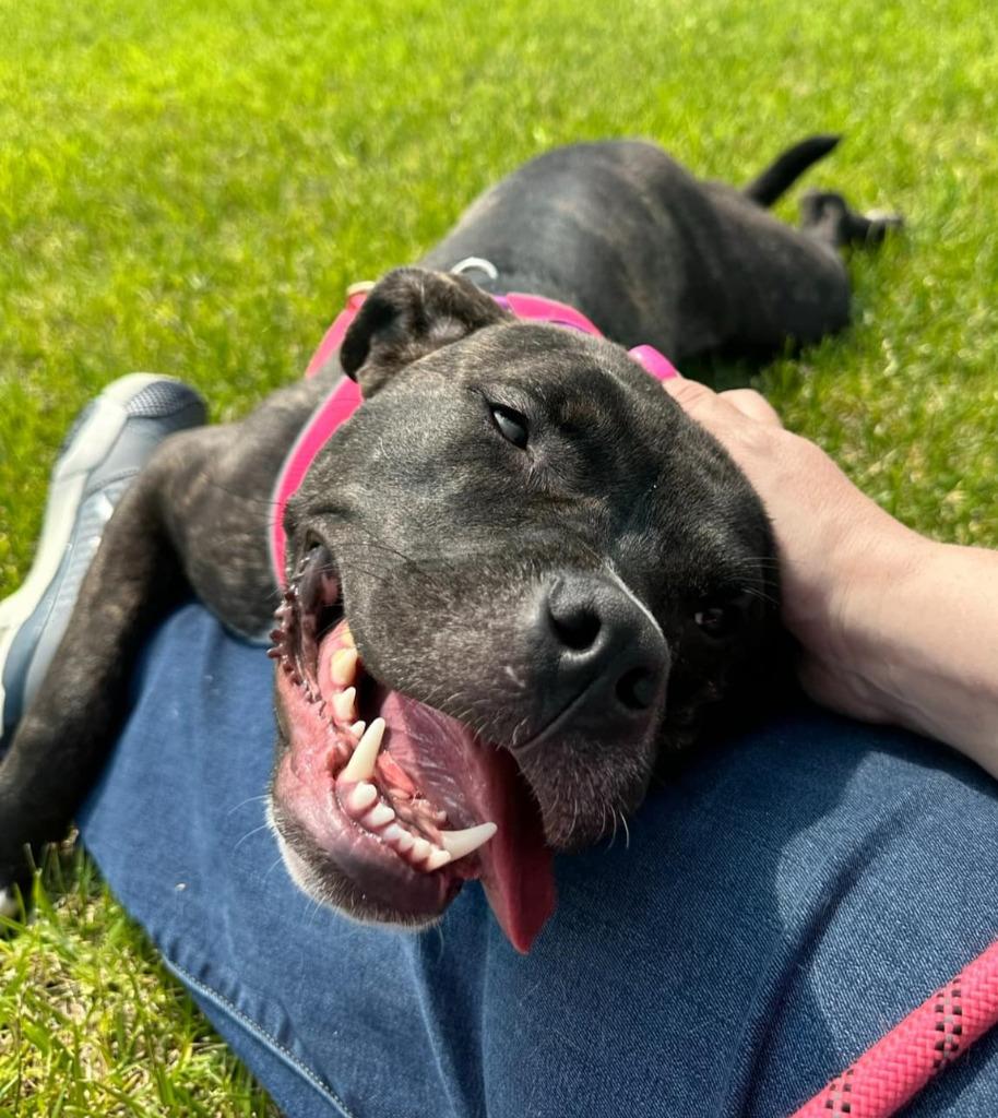 Enlarge Kenai, a Adoptable mixed breed in Warren, MI image 2/6