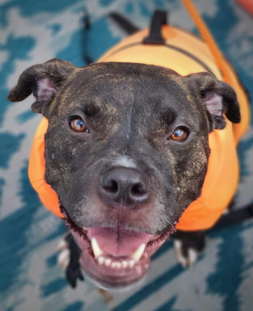 Enlarge Kenai, a Adoptable mixed breed in Warren, MI image 3/6