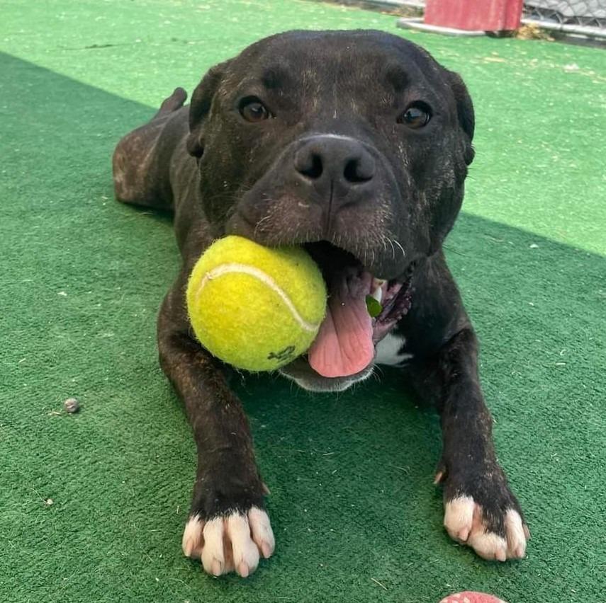 Enlarge Kenai, a Adoptable mixed breed in Warren, MI image 6/6