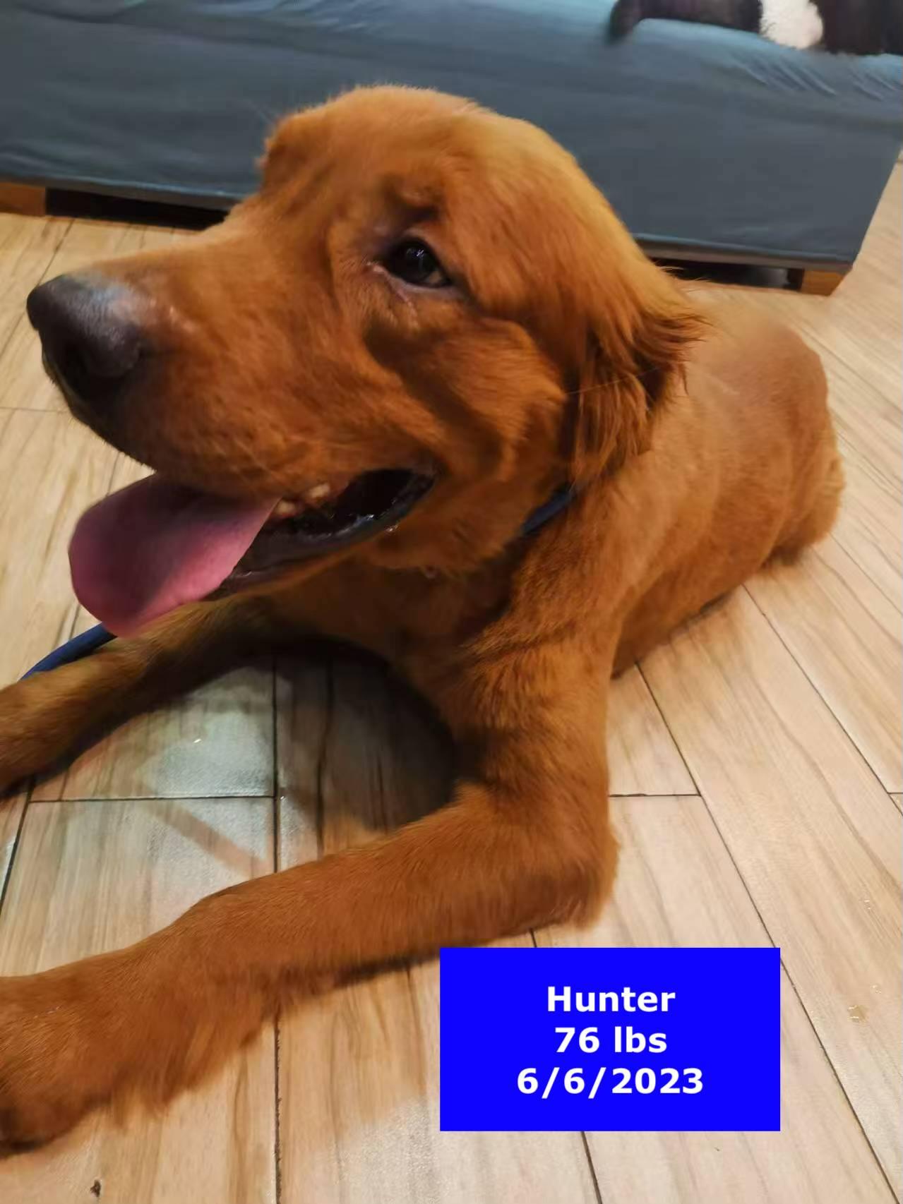 Hunter, a Adoptable Golden Retriever in West Hollywood, CA image 2/6