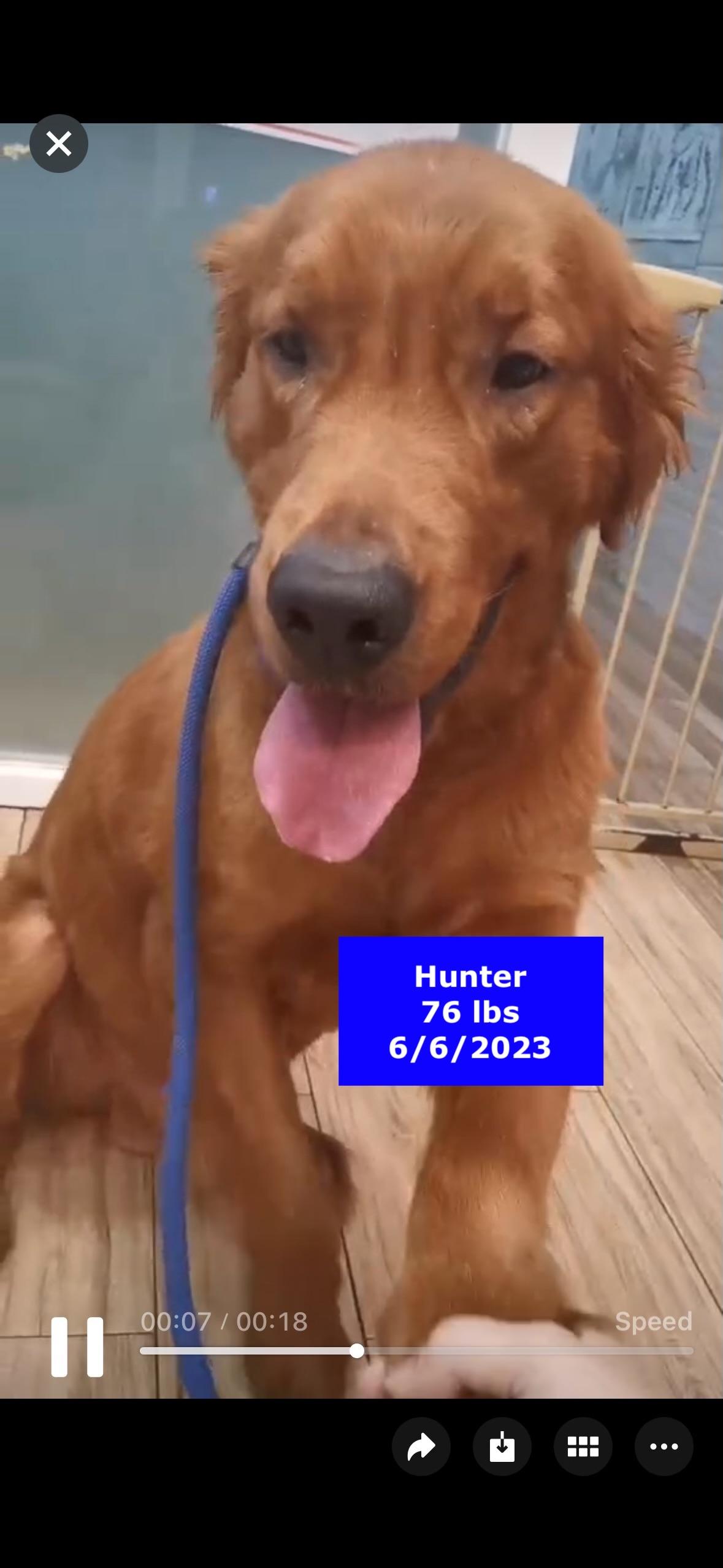 Hunter, a Adoptable Golden Retriever in West Hollywood, CA image 3/6