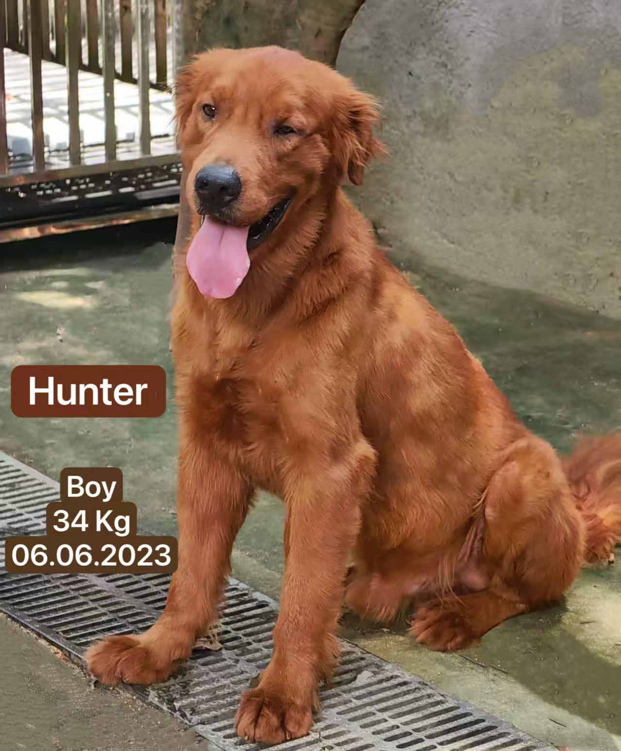 Maui was rescued in China from the brutal dog meat trade Hes a sweet dog that loves other dogs 
