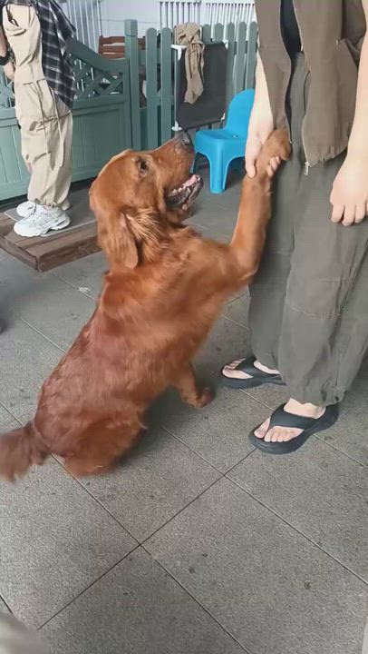 Enlarge Hunter, a Adoptable Golden Retriever in West Hollywood, CA video 5/6