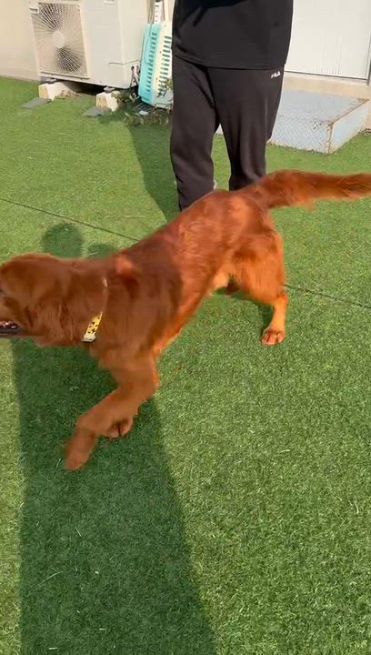 Enlarge Hunter, a Adoptable Golden Retriever in West Hollywood, CA video 6/6