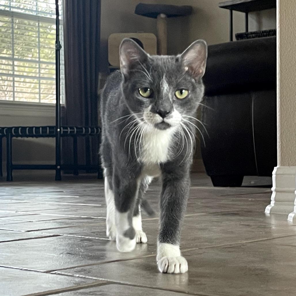 Beaux-Beaux, Adoptable, Young Female Domestic Short Hair & Russian Blue.