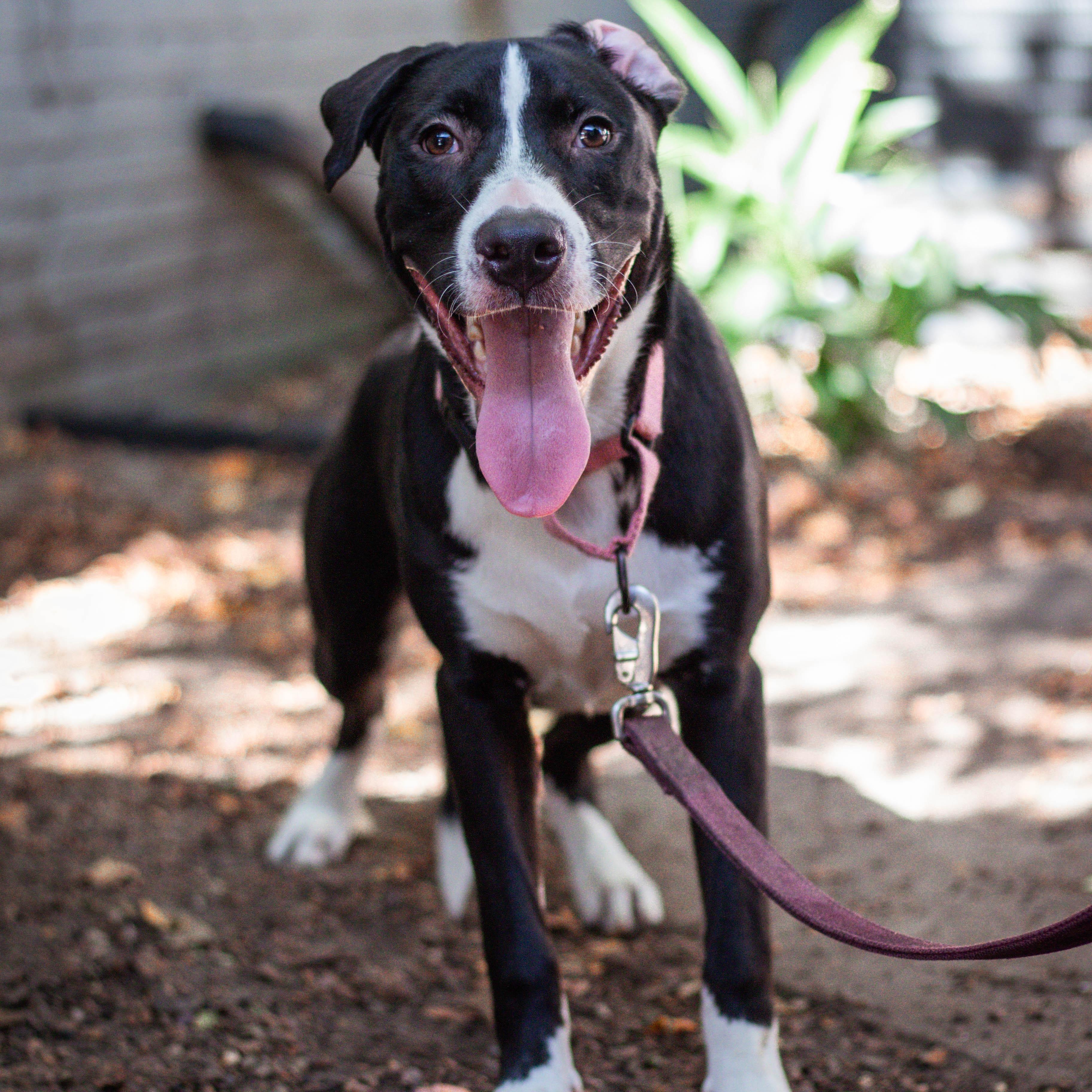 Enlarge Dagger, a Adoptable mixed breed in Cherry Hill Township , NJ image 2/6
