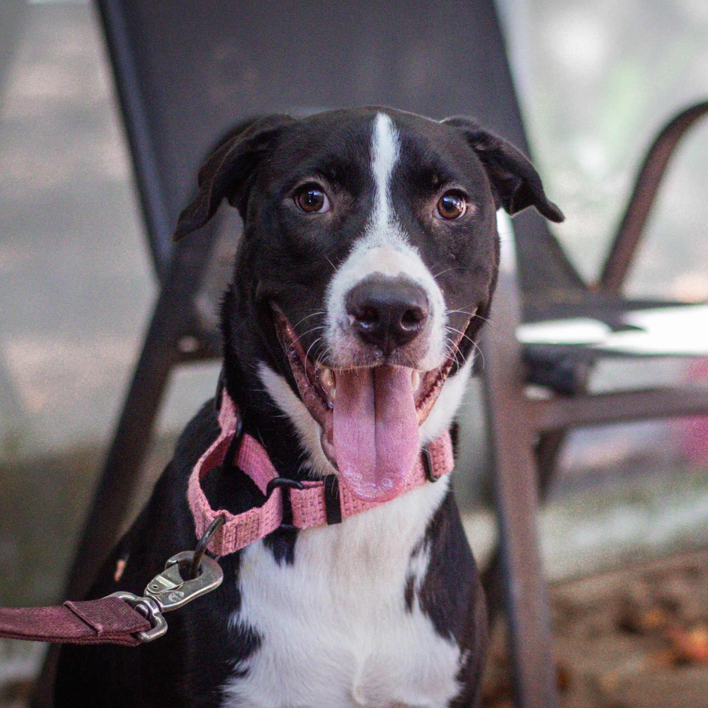 Dagger, Adoptable, Young Female Pit Bull Terrier.