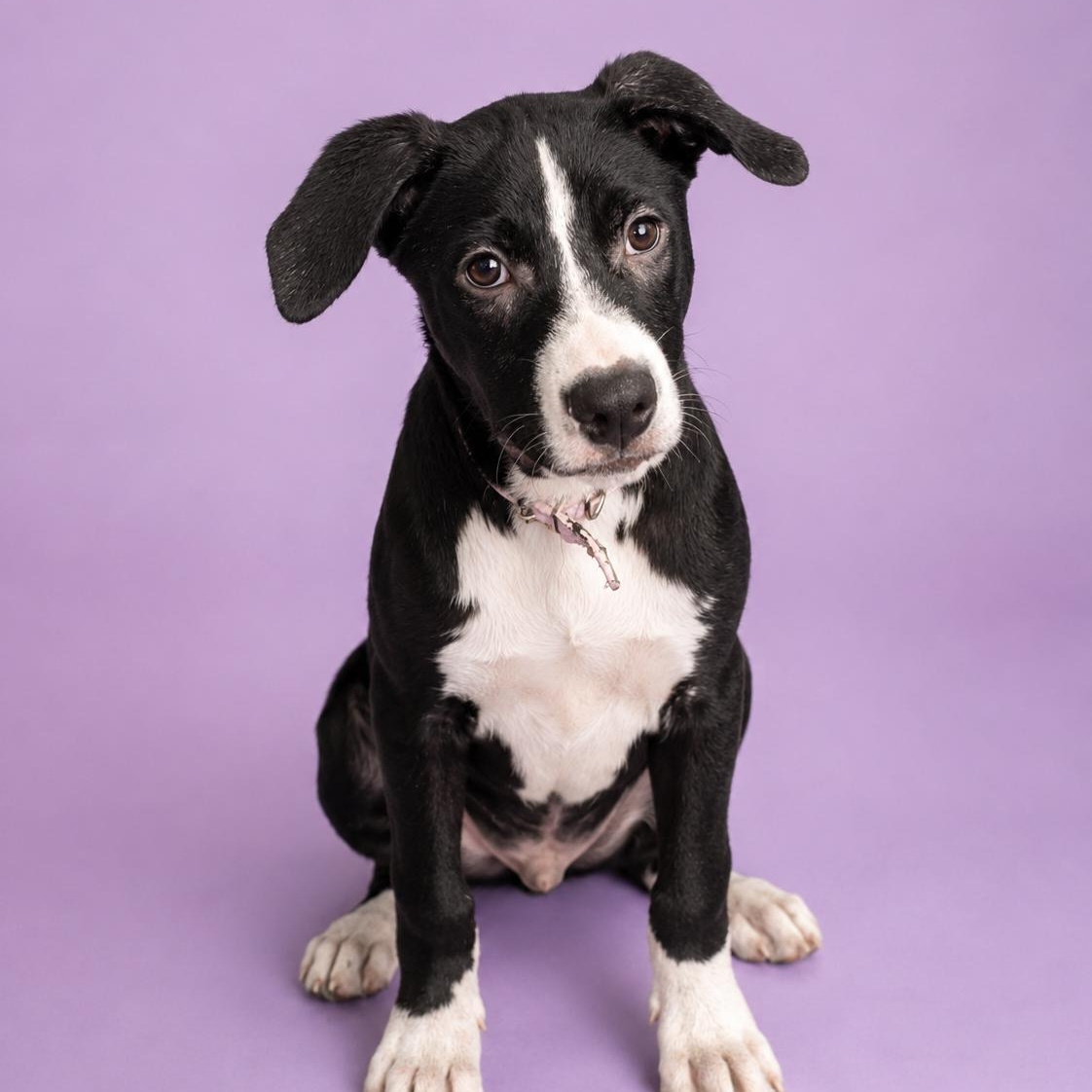 Enlarge Dagger, a Adoptable mixed breed in Cherry Hill Township , NJ image 3/6