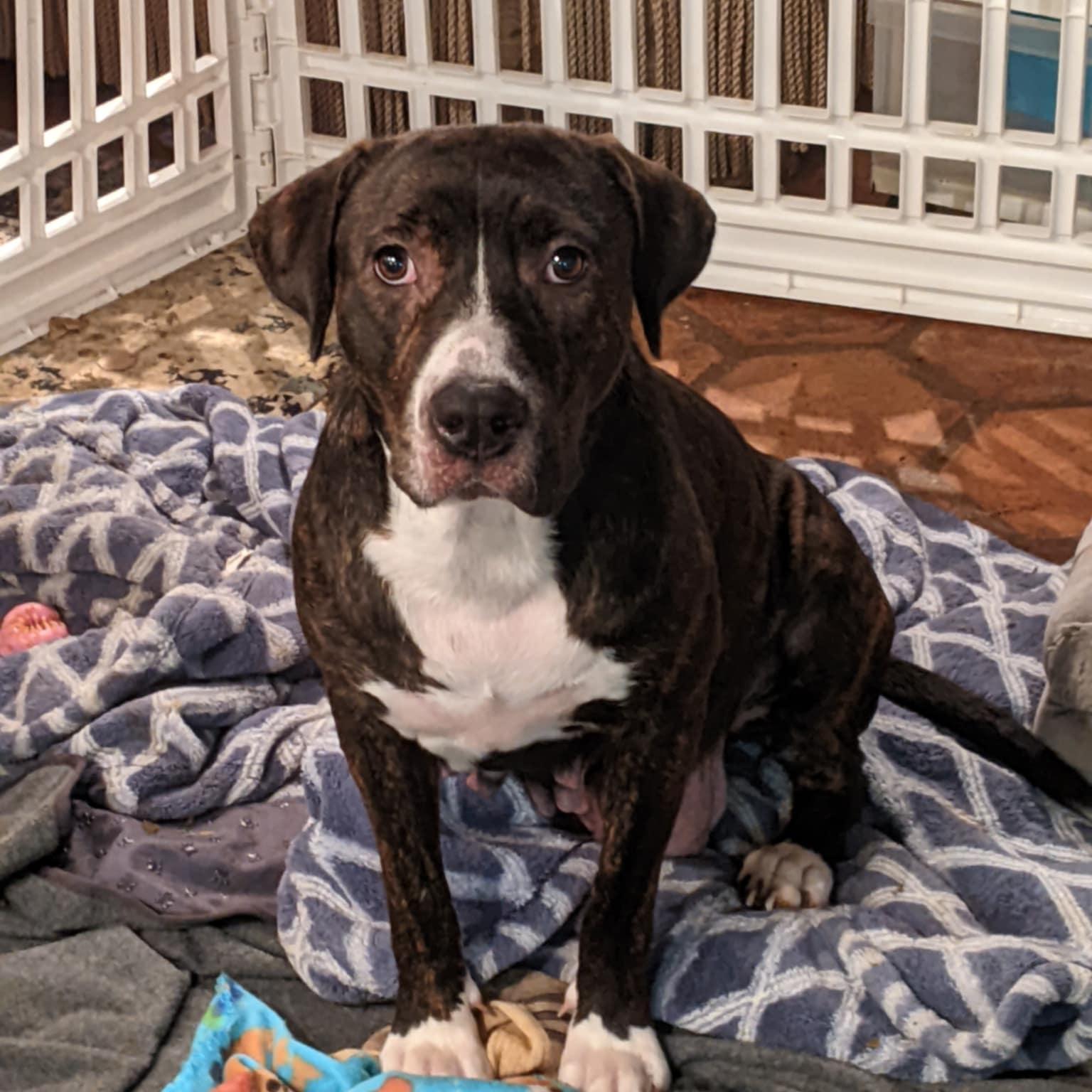 Enlarge Dagger, a Adoptable mixed breed in Cherry Hill Township , NJ image 6/6